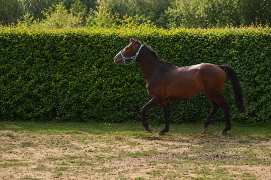 Vente de cheval : qualif